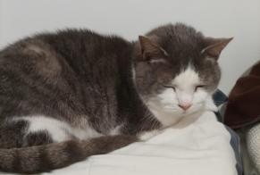 Disappearance alert Cat miscegenation Female , 16 years Homécourt France