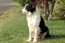 Disappearance alert Dog  Male , 8 years Coslédaà-Lube-Boast France