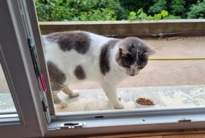Discovery alert Cat Male Boult France