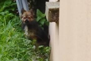 Discovery alert Dog Unknown Arpajon-sur-Cère France