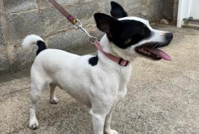 Discovery alert Dog miscegenation Male Saint-Estève France