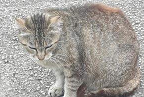 Discovery alert Cat miscegenation Female Pont-Saint-Pierre France