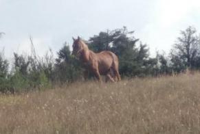 Discovery alert Horse Unknown Versols-et-Lapeyre France