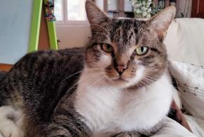 Disappearance alert Cat  Male , 6 years Lalinde France