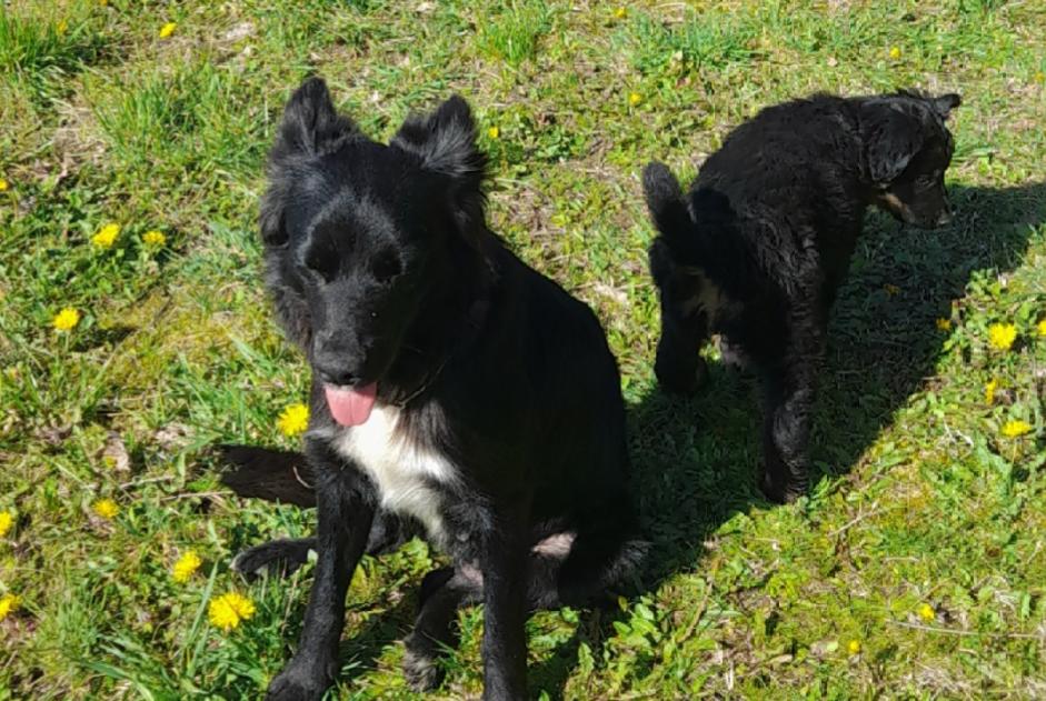 Disappearance alert Dog miscegenation Female , 4 years Paussac-et-Saint-Vivien France