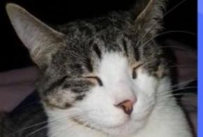 Disappearance alert Cat  Male , 5 years Sannois France