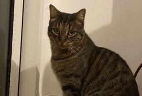 Disappearance alert Cat  Male , 3 years Laillé France