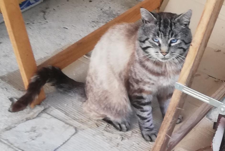 Disappearance alert Cat  Male , 4 years Lanvollon France