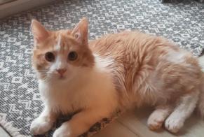 Disappearance alert Cat miscegenation Male , 1 years Muret France