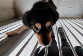 Discovery alert Dog miscegenation Female , 3 years Épône France