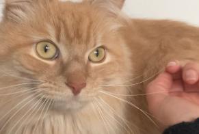Disappearance alert Cat Male , 6 years Landerneau France
