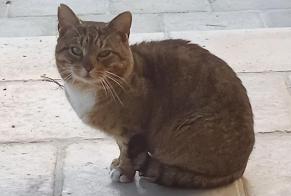 Discovery alert Cat Unknown Saint-Yrieix-sur-Charente France