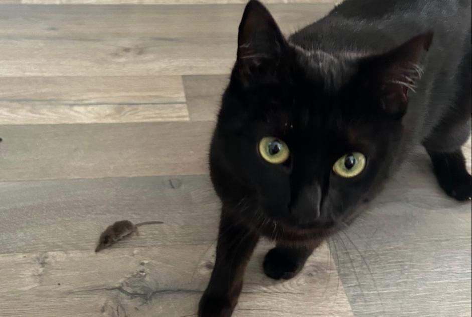 Disappearance alert Cat miscegenation Female , 1 years Saint-Gaudens France