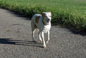 Discovery alert Dog Female Ampuis France