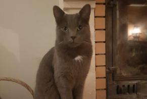 Disappearance alert Cat miscegenation Male , 2 years Vulaines-sur-Seine France
