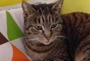 Disappearance alert Cat Female , 6 years Montpellier France