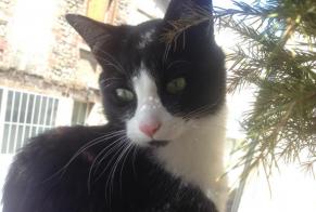Disappearance alert Cat miscegenation Male , 8 years Rives France