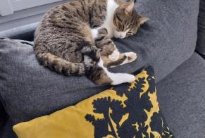 Disappearance alert Cat  Male , 3 years Ormesson-sur-Marne France
