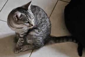 Disappearance alert Cat  Female , 1 years Champlan France