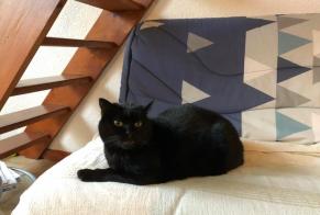 Disappearance alert Cat Male , 10 years Fleury-les-Aubrais France