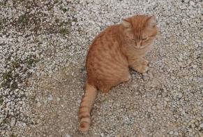Disappearance alert Cat Male , 2 years Villeneuve-lès-Avignon France