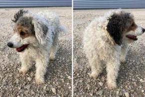 Disappearance alert Dog miscegenation Male , 8 years Thézan-lès-Béziers France