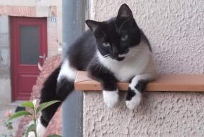 Disappearance alert Cat Female , 2 years Prades France