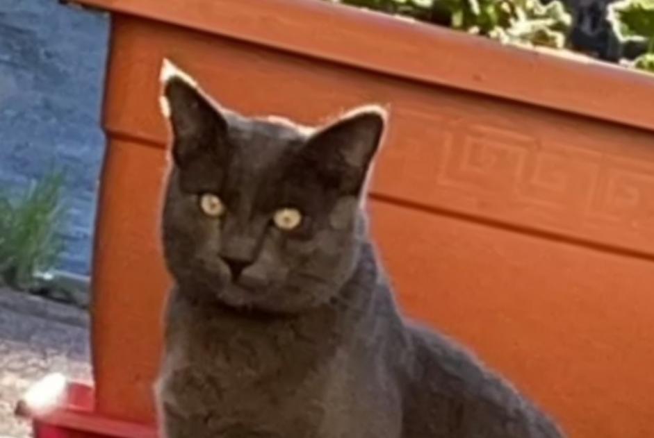 Disappearance alert Cat  Male , 4 years L'Isle-d'Abeau France