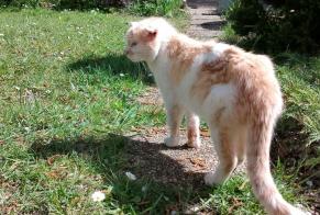Discovery alert Cat miscegenation Male , 3 years Maisse France