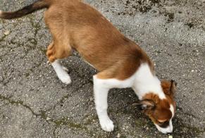 Discovery alert Dog Female Lons-le-Saunier France