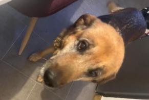 Discovery alert Dog Female , 10 years Villeneuve-Sous-Pymont France