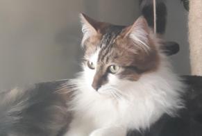 Disappearance alert Cat  Male , 6 years Saint-Gervais France