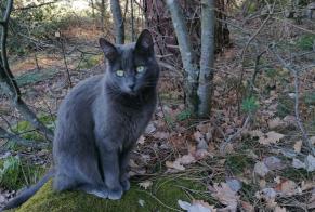 Disappearance alert Cat miscegenation Female , 2 years Joyeuse France