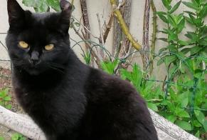 Disappearance alert Cat  Female , 6 years Merri France