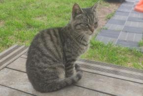 Discovery alert Cat Female Loire-Authion France