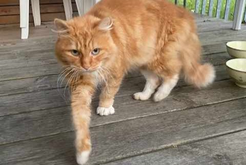 Discovery alert Cat Male Eppe-Sauvage France