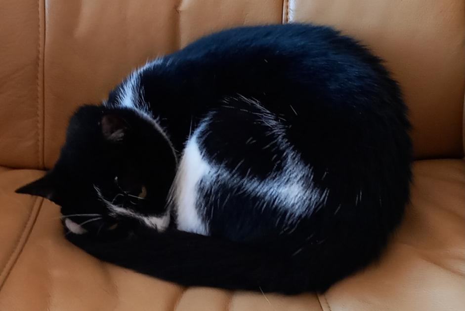 Disappearance alert Cat Female , 5 years Saint-Jean-de-Monts France