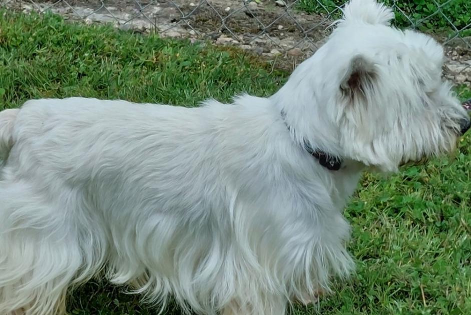 Disappearance alert Dog  Female , 8 years Lauraët France