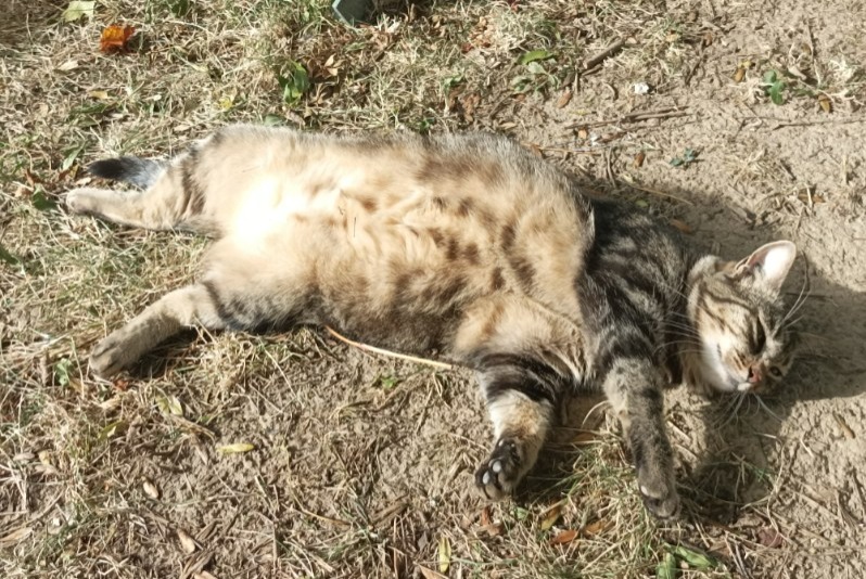 Disappearance alert Cat  Female , 6 years La Chaux-du-Dombief France