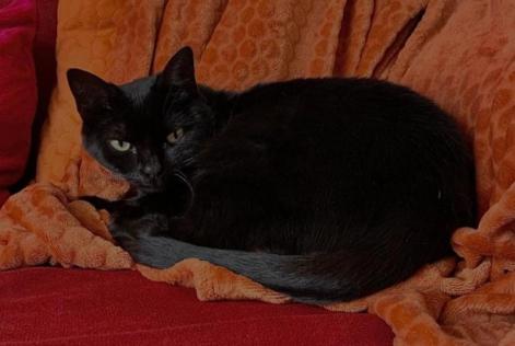 Disappearance alert Cat  Female , 5 years Lorient France
