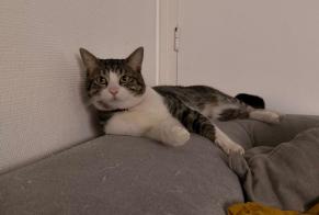 Disappearance alert Cat  Male , 2 years Pontoise France