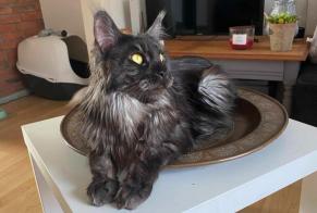 Disappearance alert Cat  Male , 2 years Issoire France