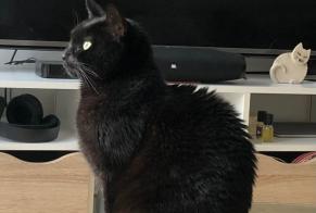 Disappearance alert Cat Female , 10 years Presles France