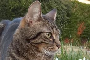 Disappearance alert Cat  Male , 2 years Évreux France