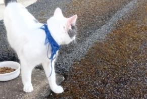 Discovery alert Cat Male La Gacilly France