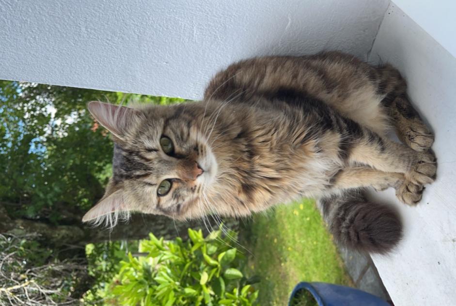 Discovery alert Cat Male Jurançon France