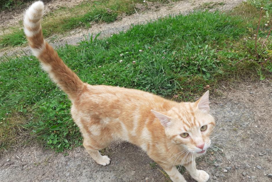 Discovery alert Cat Male Saint-Clet France