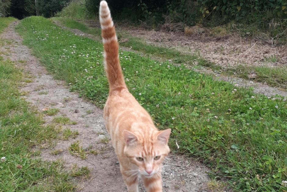 Discovery alert Cat Male Saint-Clet France