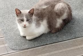 Discovery alert Cat Female Courcelles-sur-Nied France