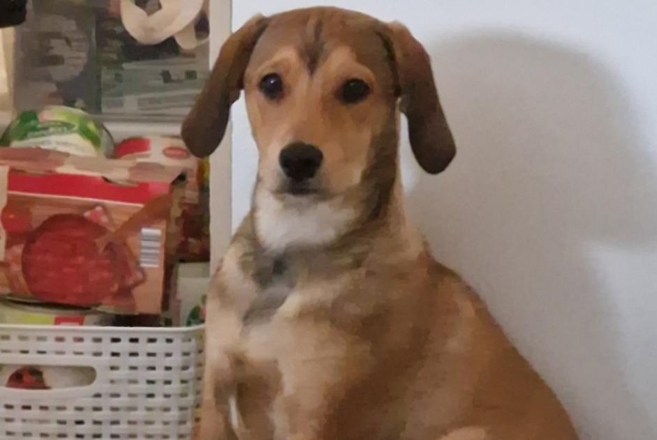 Disappearance alert Dog miscegenation Male , 1 years Saint-Rambert-d'Albon France